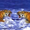 Animale Tigri  157