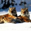 Animale Tigri  198